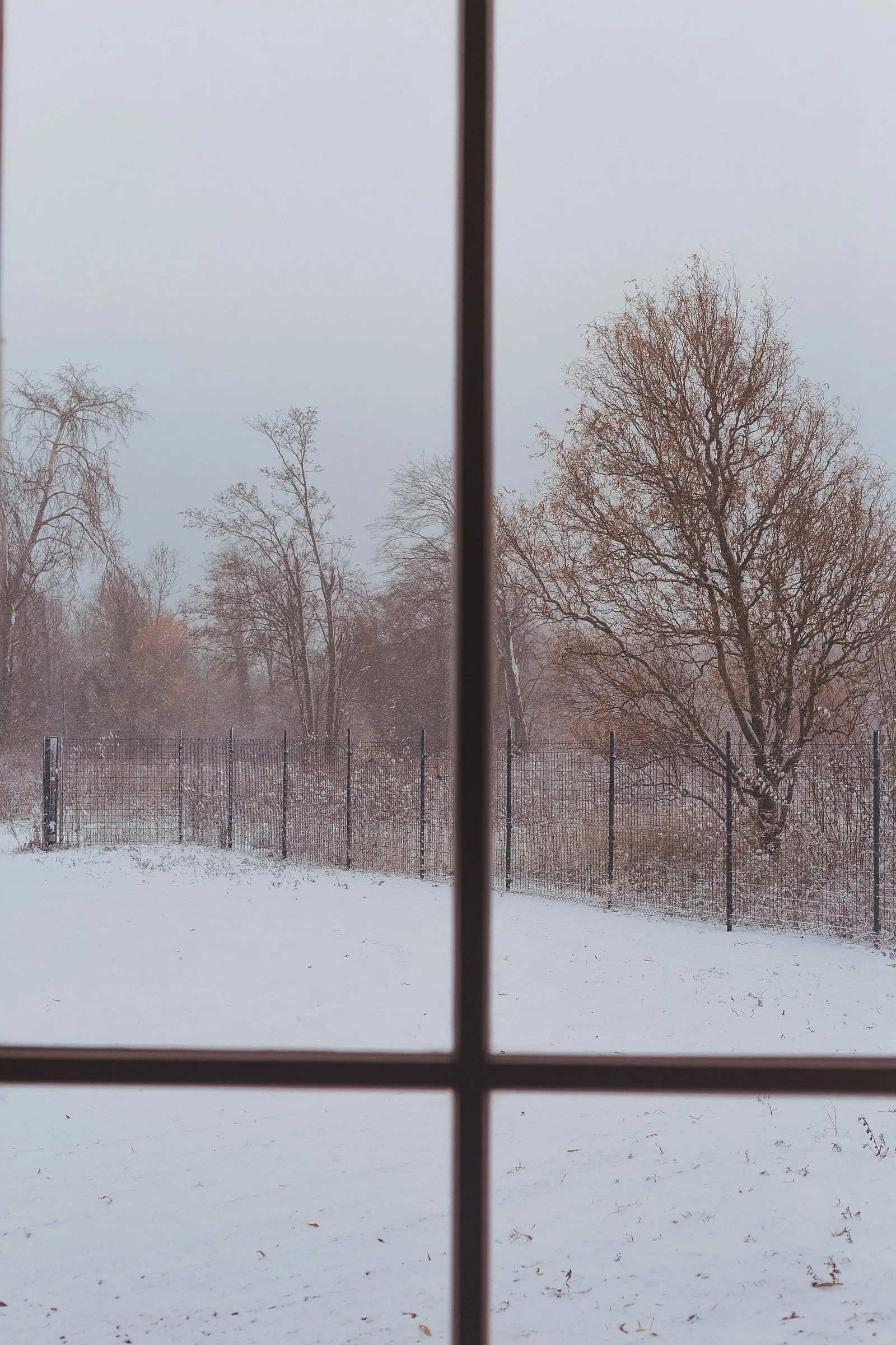 Snowy view from the garden
